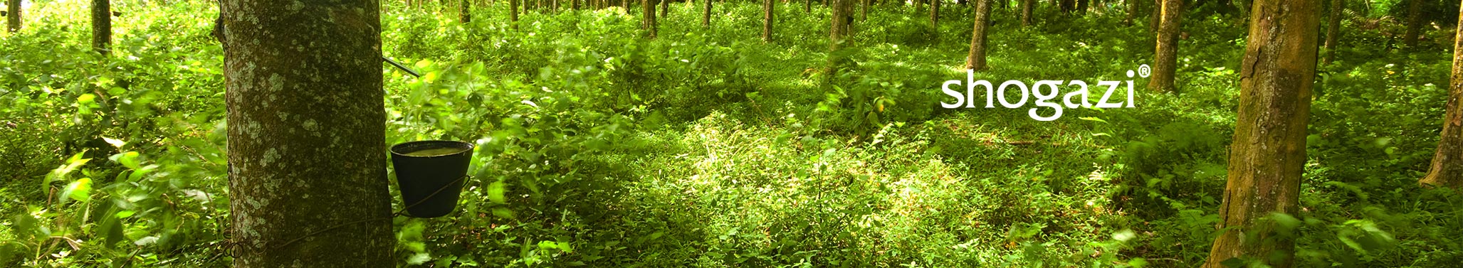 Wald mit Kautschukbäumen shogazi®